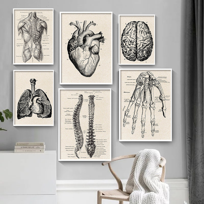 Medical Anatomy งานศิลปะผ้าใบโ - Medical Lab Posters บทวิจารณ์และราคา